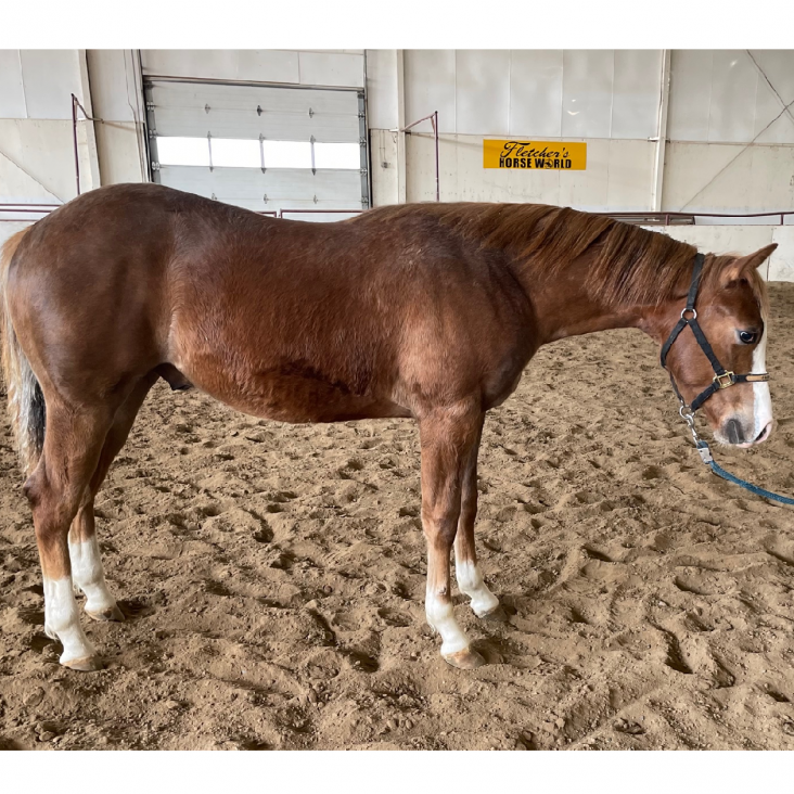 Reining Horses for Sale Ontario Performance Horse Sales Show Horses